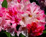 Yaku Princess~Azalea Rhododendron Starter plant - £31.14 GBP