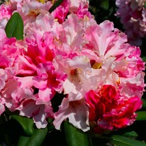 Yaku Princess~Azalea Rhododendron Starter plant - £31.03 GBP