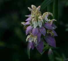 50 Monarda Spotted Bee Balm Flower Seeds / Deer Resistant Perennial / Gift  SS - £10.89 GBP