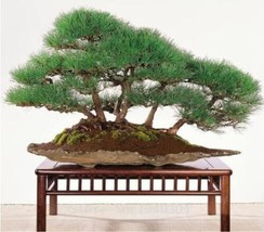 Japanese Black Pine Natural Seed Seed Wooden Plants Decor Packaging Garden Beaut - £8.64 GBP