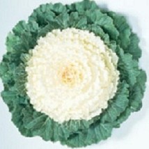 50 Seeds White Flowering Cabbage Seed Garden Seeds Flowering Kale Fresh ... - $19.00