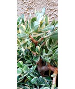 Variegated Jade Plant leaf Cuttings (x4 leaf per order), Leaf Cuttings f... - $104.52 MXN
