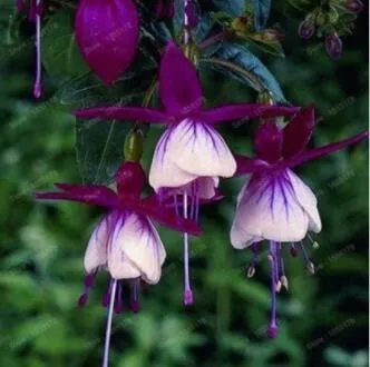 Fuchsia Seeds Purple White Flowers 200PCS  - £7.36 GBP