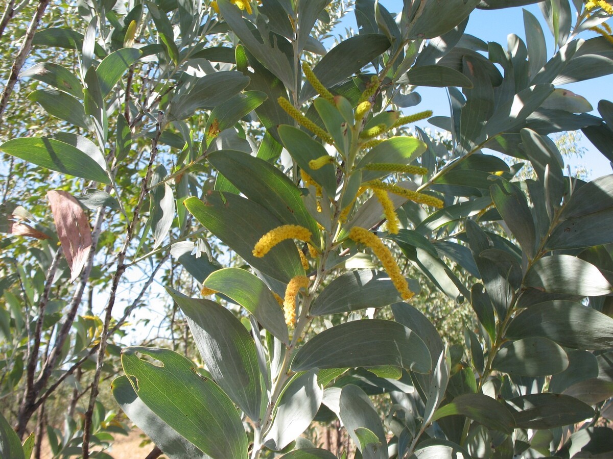 Acacia Holosericea Acacia 5 seeds Fresh Gardening - $17.96