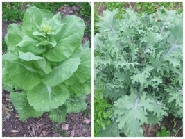 200 Seeds Napa Michihili Cabbage And Rusian Red Kale Fast Plant Heirloom Seeds I - £6.65 GBP