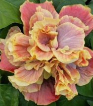 20 Pc Seeds Double Yellow Pink Hibiscus Flower, Hibiscus Seeds for Planting | RK - £14.20 GBP