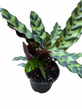 4&quot; Pot - Rattlesnake Plant - Calathea Lancifolia - Living Room - Houseplant - £56.28 GBP