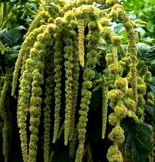 Love Lies Bleeding Seeds, Green, Tassel Flower, Amaranthus, Heirloom See... - $11.10