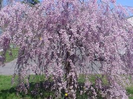 VP Purple Willow Tree Weeping Flower Giant Full Landscape Garded Yard 5 Seeds - £5.73 GBP