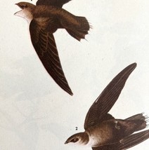 Chimney Swift Bird 1946 Color Art Print John James Audubon Nature Antiqu... - $15.00