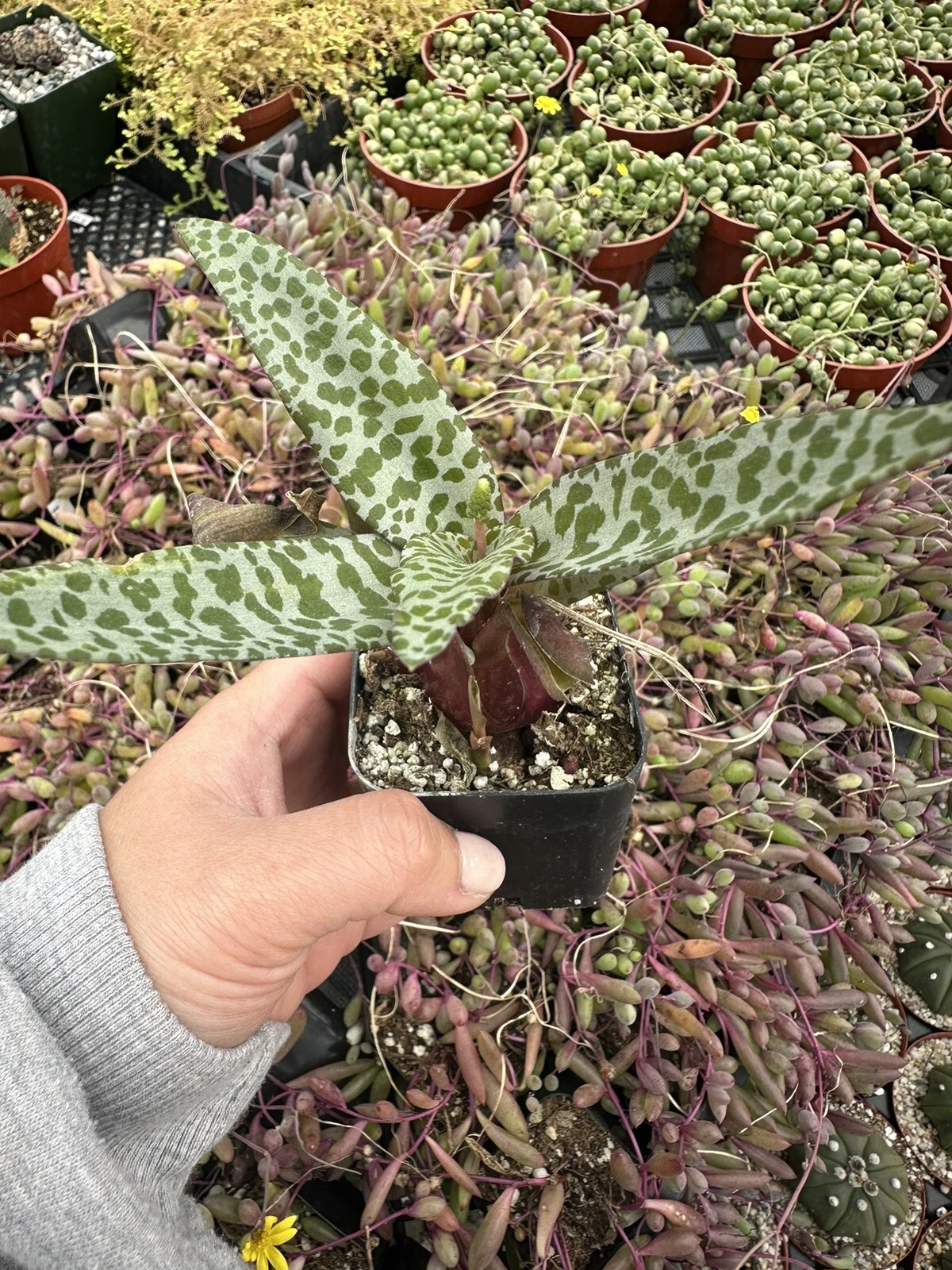  Ledebouria Socialis Violacea  Leopard Lily  HEALTHY LIVE PLANTS 2 Pot - $35.63