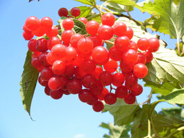 Septh 20 American Highbush Cranberry Viburnum Trilobum Red Fruit White Flr Shrub - £4.73 GBP