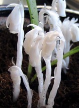 New Fresh Monotropa Uniflora Indian Pipe Cheilotheca Humilis W/ White Flowers - £8.41 GBP