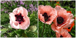 Little Dancing Girl Oriental Poppy - Papaver- Sun/Part Shade - 4&quot; Pot  - £27.96 GBP