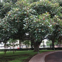 Top USA Seller Indian Banyan Seeds Ficus Benghalensis Packet Of 10 Seeds - £14.16 GBP