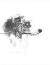 #383 AUSTRALIAN SHEPHERD dog art print  Pen and ink drawing by Jan Jellins - $12.38
