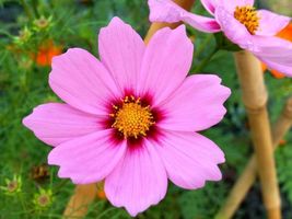 300 Seeds Gloria Cosmos Bipinnatus 2 Tone Pink Flower - £13.62 GBP