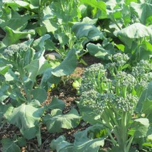 Spring Raab Rapini Broccoli Raab Vegetable Seeds Gardening Fresh USA SHIPPING - $11.93