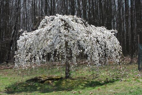 Primary image for VP 5 Weeping White Cherry Tree Seeds Flowering Japanse Ornimental