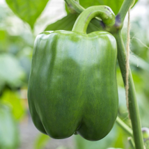Pepper Seeds - Sweet - California Wonder 300 TMR - Vegetable  - Free Shippng - £25.09 GBP