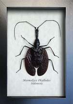 Real Violin Beetle Mormolyce Phyllodes Framed Entomology Collectible Shadowbox - $44.99