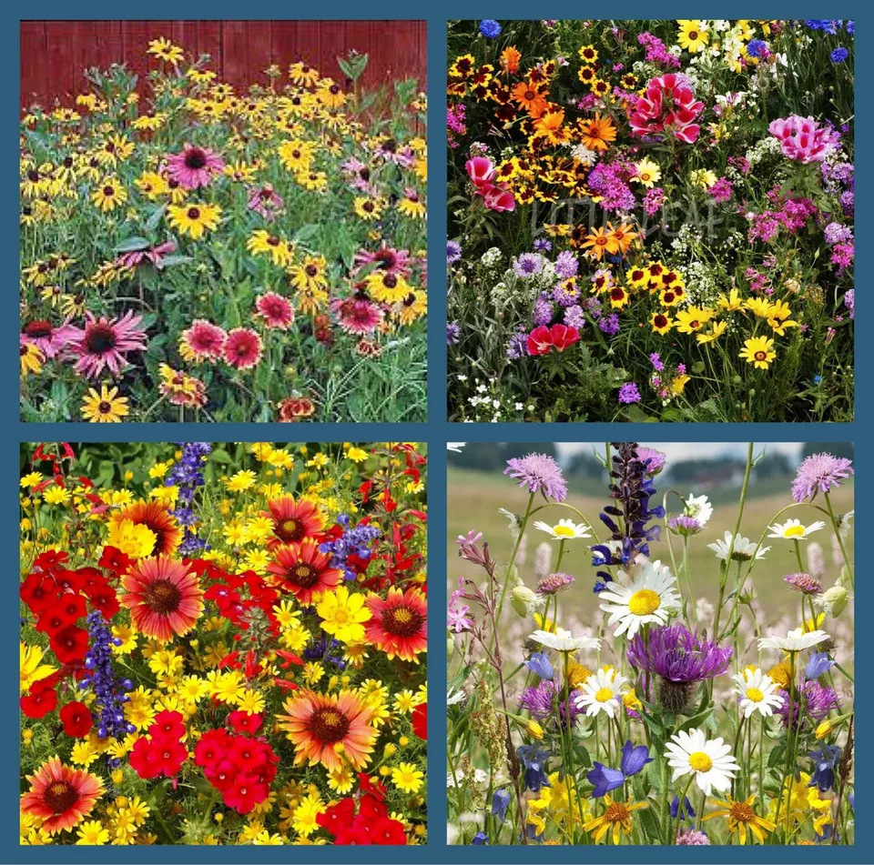 RAFH 200 Wildflower Mix Seeds Perennials Annuals Hummingbird Heirloom Seeds - $8.70