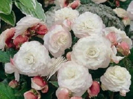 15 Begonia Nonstop Appleblossom Begonia Pelleted Flower Seeds - $22.85