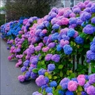 Blue Pink Purple Hydrangea Seeds Perennial Flower Garden Decor 300pcs - $6.50