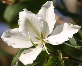 Bauhinia Variegata Candida Variegated Orchid White Mountain Ebony 5 Seeds USA Se - £18.45 GBP