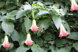 Pink Angels Trumpet- 10 Seeds -Tropical Plant- Container Plant or Outdoor Standa - £4.71 GBP