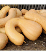25 Tahitian Butternut Squash Seeds Planting Fresh Seeds - $184.83 MXN