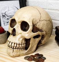 Ebros Gift Large Bone Cream Homosapien Skull Money Bank Figurine - £21.95 GBP