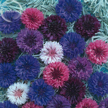 Goodidea Polka Dot Mix Cornflower, 100 seeds, Annual Corn Flower E3747 - £0.74 GBP