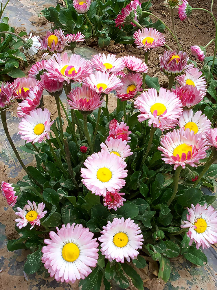 Bi-color Mid Dual Daisy - 2000 Seeds - elegant red and white double blooms - £14.15 GBP