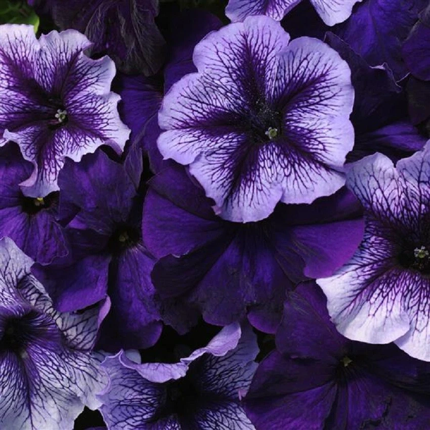 BIN#2R5D1 Fuseables Multi-Species Petunia Pleasantly Blue 25 Fuseble Pel... - $21.61