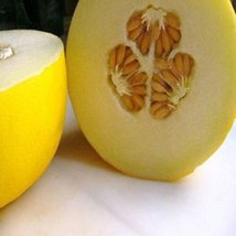 Organic Golden Yellow Musk Melon Corarral Honey Dew Seeds - £5.59 GBP