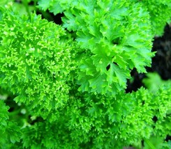 2000 Seeds Forest Green Parsley  NON-GMO Heirloom Fresh Garden Seeds - $20.00