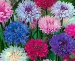 Dwarf Mix Cornflower Seeds 200 Bachelor Button Flower Wildflower Fast Sh... - £7.22 GBP