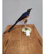 J82 Golden Breasted Starling Bird Mount Taxidermy - £183.64 GBP