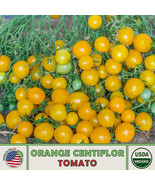 KKG 10 Orange Centiflor Tomato Seeds Multi-Flora Organic Non Gmo Plantin... - $13.95