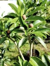 Grafted  Sapodilla (Manilkara zapota) Rare Fruit Tree 3Gal. - £115.88 GBP