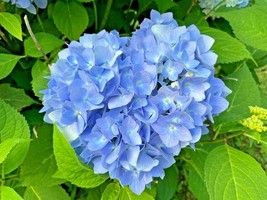 LS 1 Pack 50 Blue Hydrangea Flower Seeds Hydrangea Macrophylla Garden Flower - £4.32 GBP