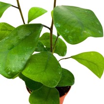 Ficus Triangularis 4 inch Dwarf Triangle Fig Nonvariegated - £20.00 GBP