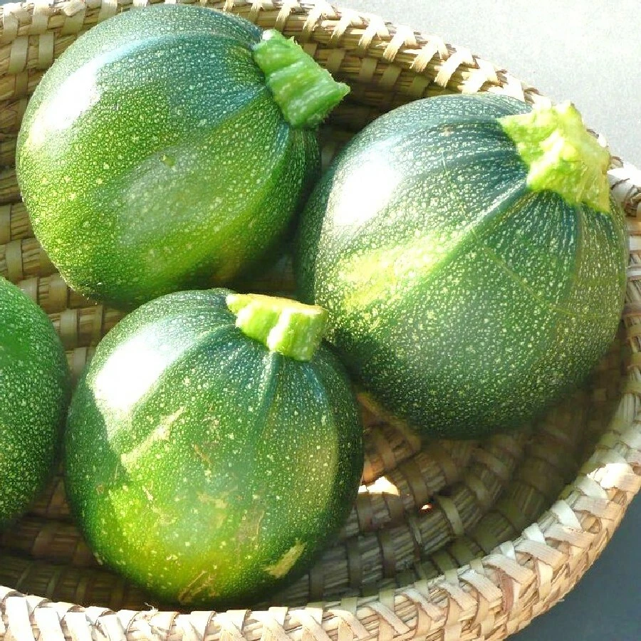 Round Zucchini Summer Squash Seeds, NON-GMO, Variety Sized Packets,  - €2,05 EUR