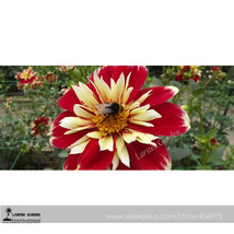 Dahlia Pinnata Flower Seeds 30 Flower Dia Approx 26Cm Double Flowers Dark Red An - $9.97