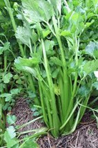 Celery Seed, Tendercrisp, 100 Seeds, Heirloom, Organic, Non Gmo, Great Variety - £3.15 GBP