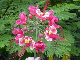 Caesalpinia Pulcherrima Pink Bird Of Paradise Shrub Seeds Grown In Usa Gardening - $17.98