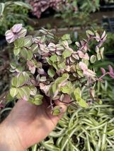 Live Plants CALLISIA REPENS ‘BIANCA’! CUTE VARIEGATED PLANT! - $38.14