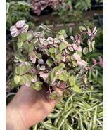 Live Plants CALLISIA REPENS ‘BIANCA’! CUTE VARIEGATED PLANT! - £30.13 GBP