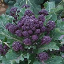 Broccoli Purple Sprouting 300 - 4,000 Seeds Cold Hardy! Bulk Non-Gmo Rare Fun! - £1.46 GBP+